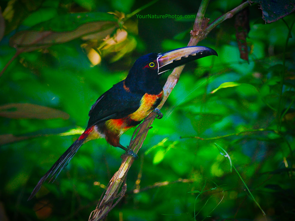 Collared Aracari