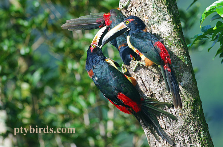 Collared Aracari 