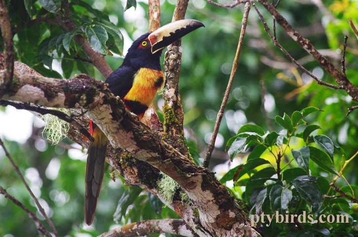 Collared Aracari 