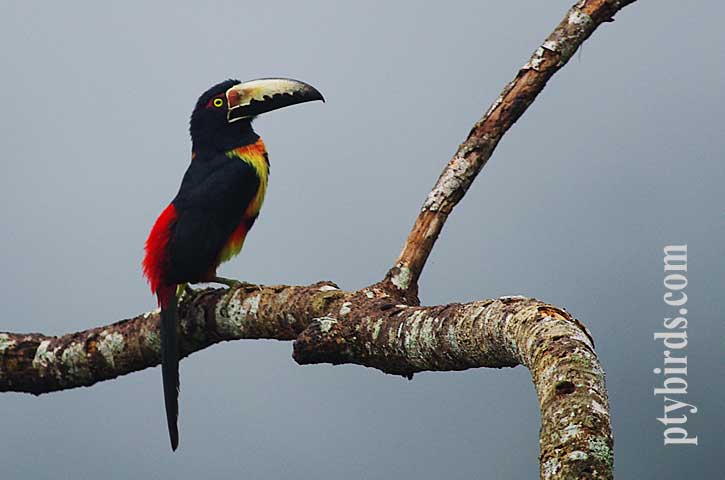 Collared Aracari 