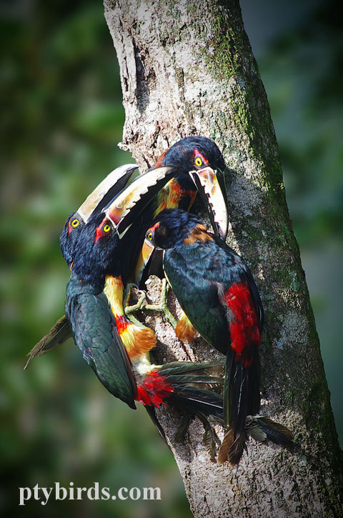 Collared Aracaris