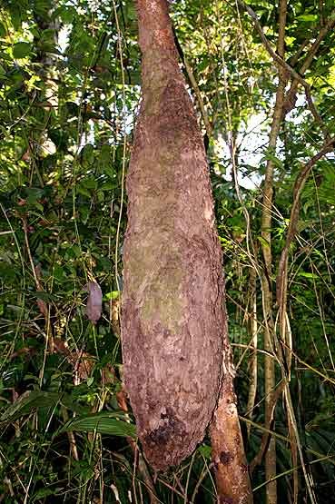 Azteca ant nest