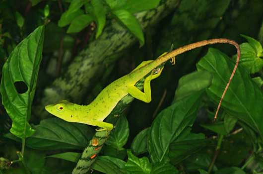 Green Baby Iguana