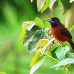 Red Throated Ant Tanager