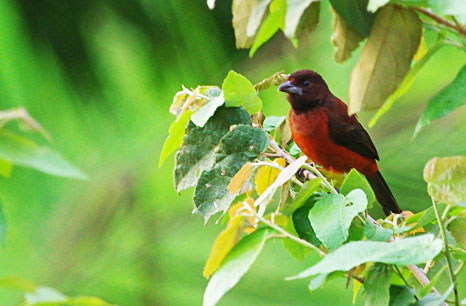 Red Throated Ant Tanager