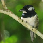 black-breasted-puffbird