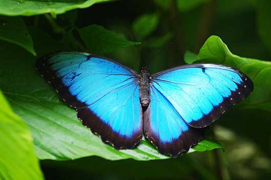 Blue Morpho