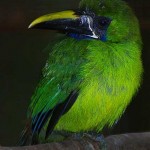 blue-throated-toucanet