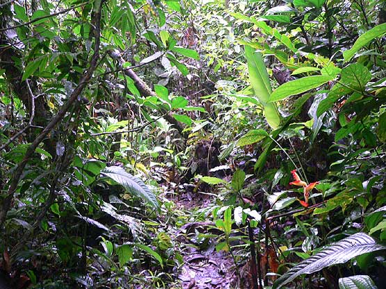 Altos de Campana National Park