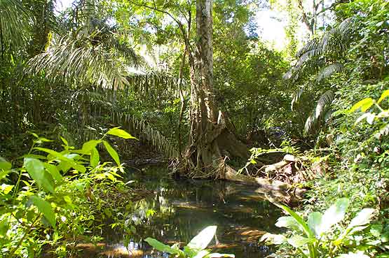 Charco Hike in the Soberania National Park