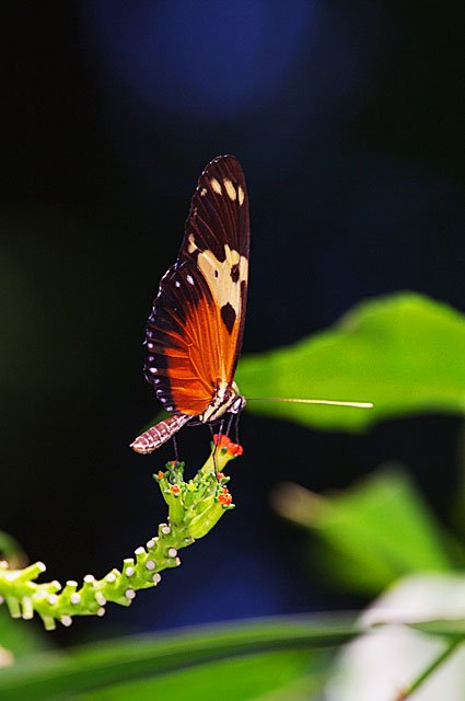 heliconius