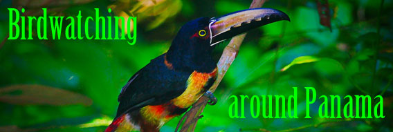 PTY Birds - Bird Watching in Panama