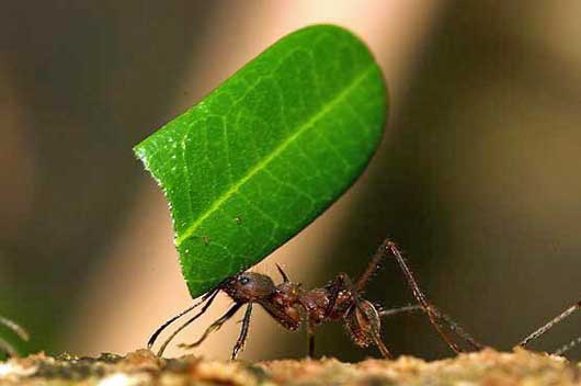 Leaf Cutter Ants