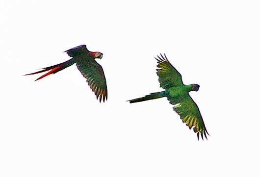 Macaws at the Playita Resort Pedasi