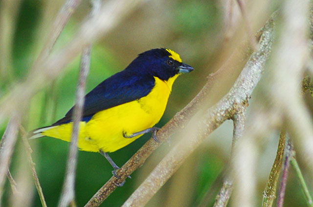 Yellow Crowned Euphonia - Male