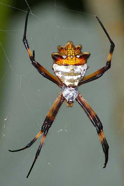 orb-weaver-spider
