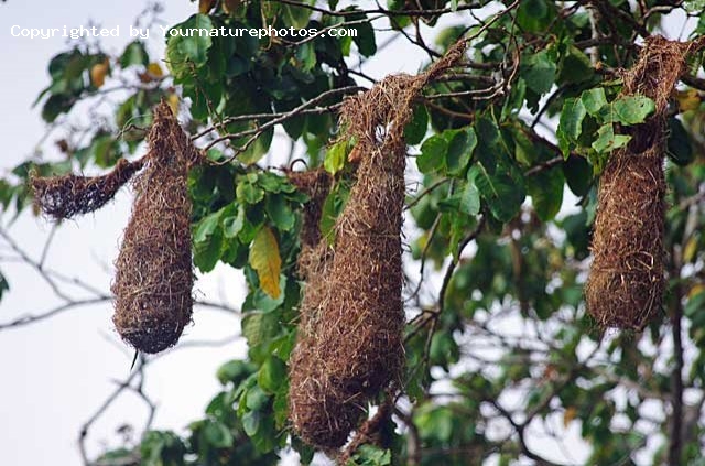 Chestnut Headed Oropendola’s hanging woven nest