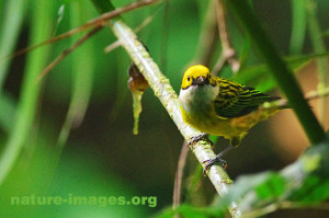 Silver throated Tanager