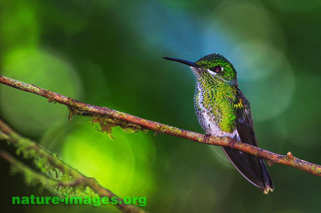 Hummingbird image taken in Panama