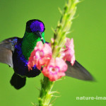purple-crowned woodnymph