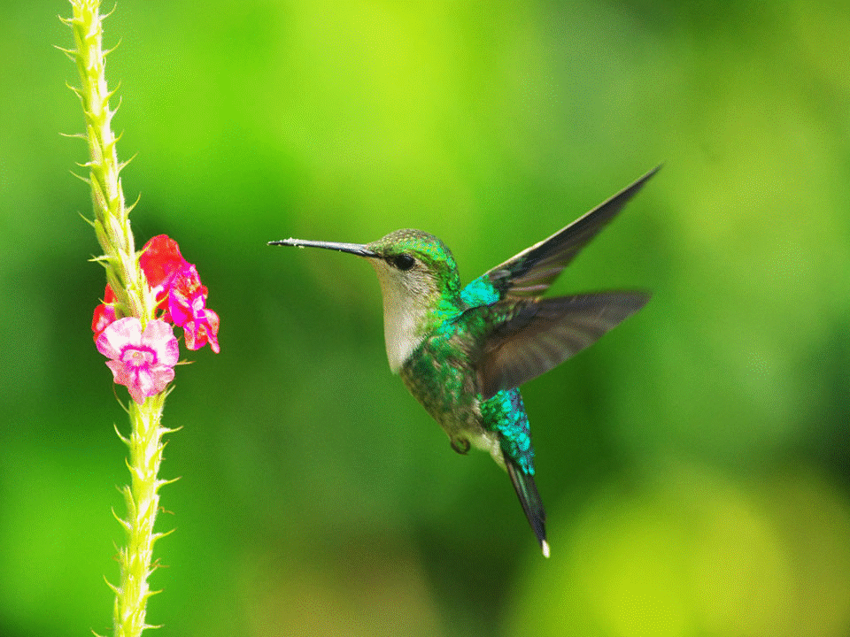Hummingbird Animated GIF – Bird Pictures
