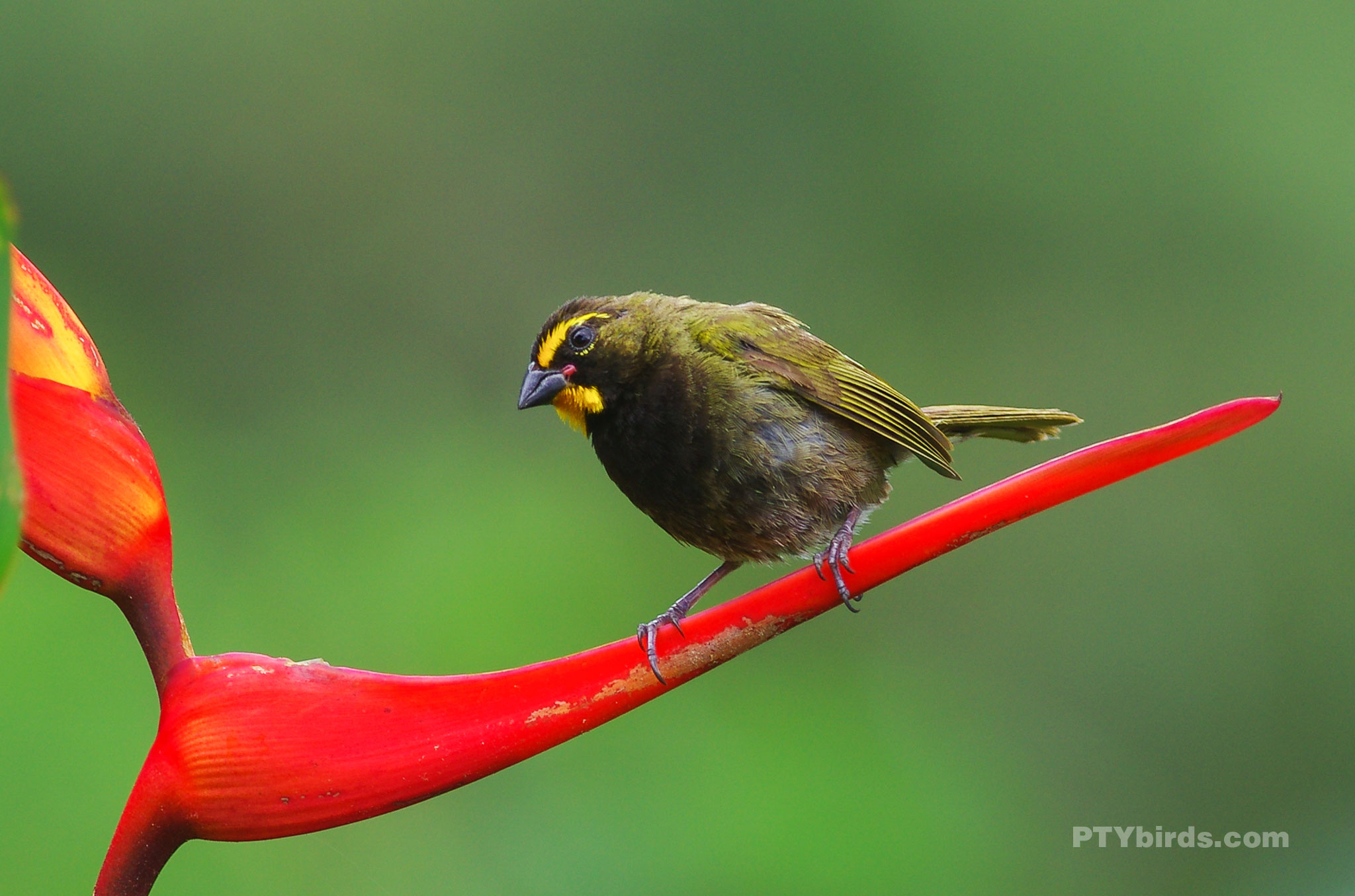 Yellow Faced Grassquit