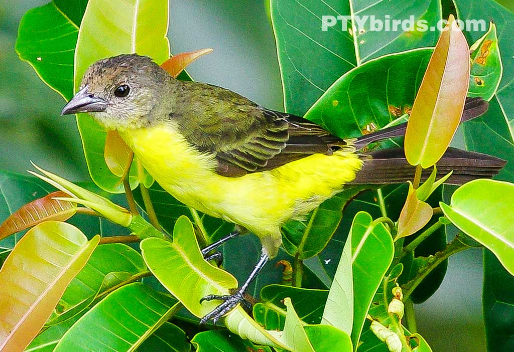 Yellow-rumped Tanager female