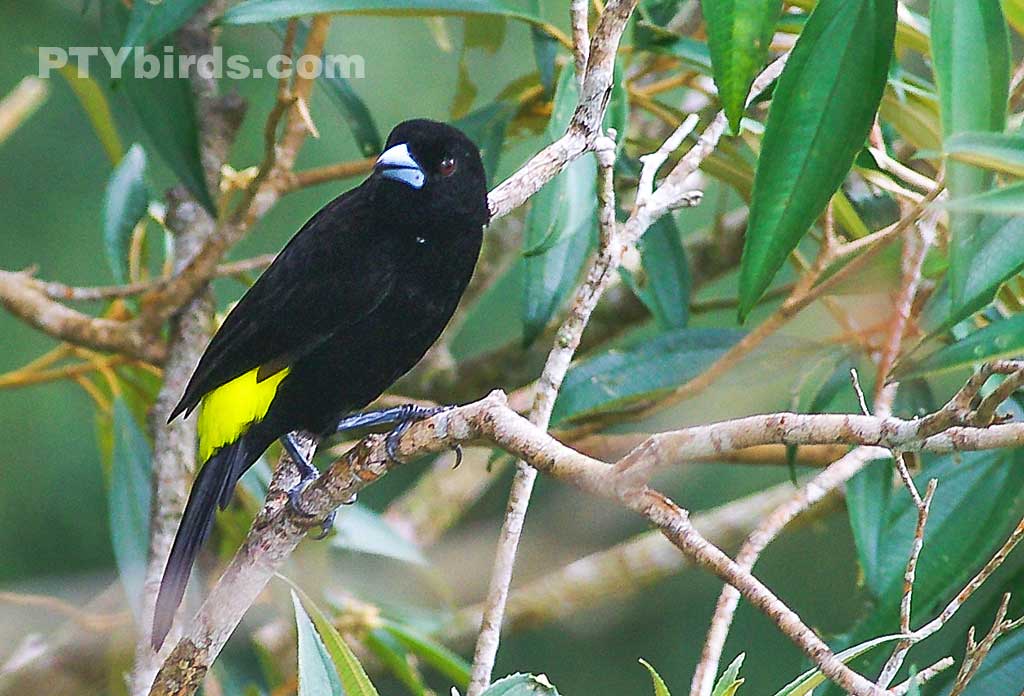 Yellow-rumped Tanager male