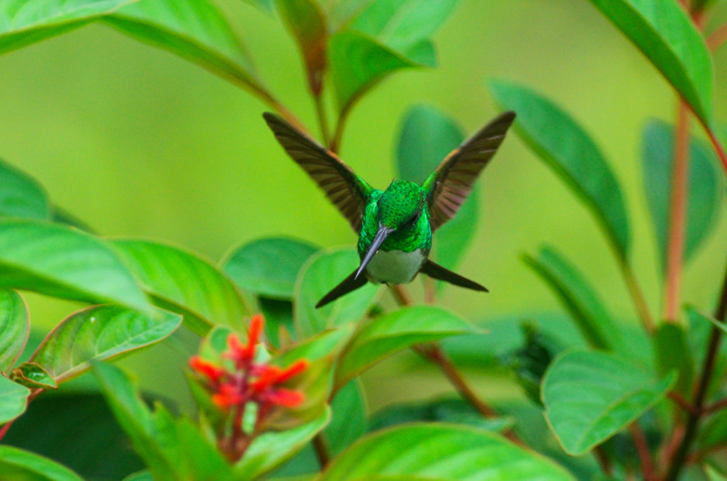 Snowy-bellied hummingbird