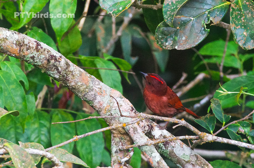 Red-crowned ant tanager