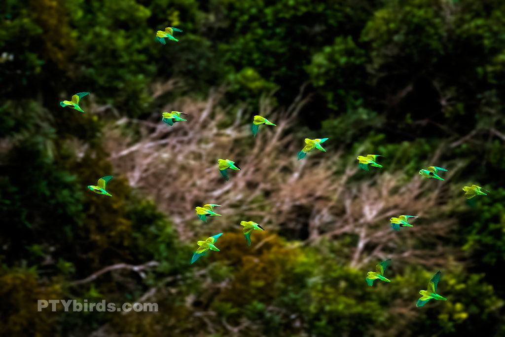 Flock of Orange Chinned Parakeets in Flight