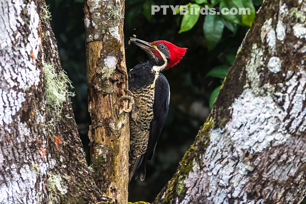Male Lineated Woodpeckers