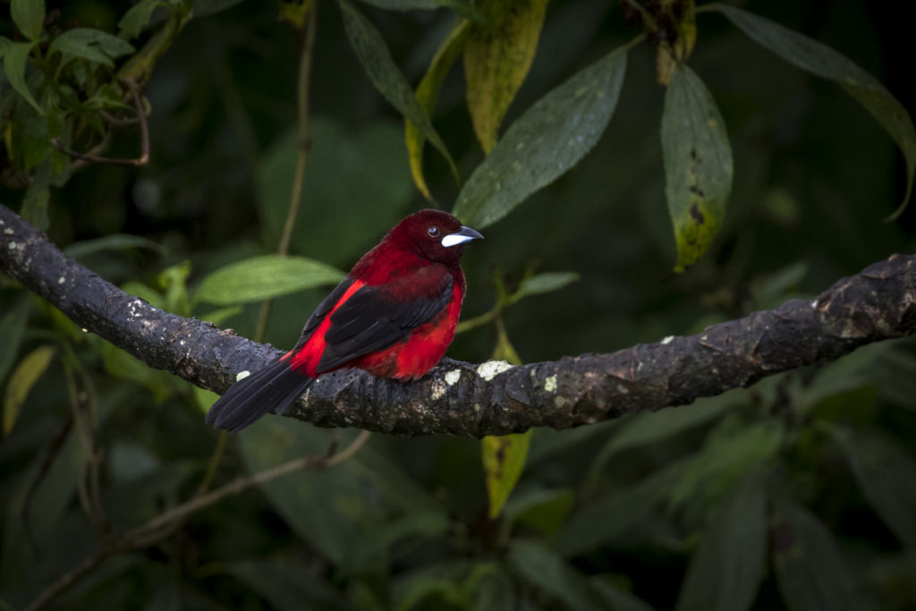 Crimson-backed tanager
