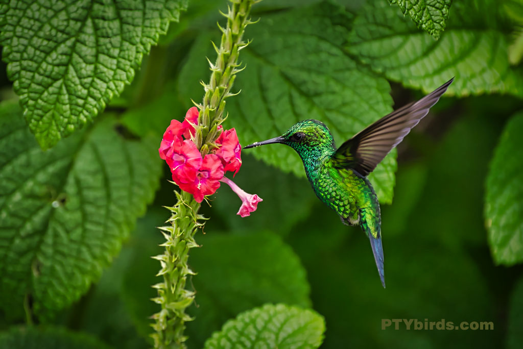 Garden Emerald Hummingbird