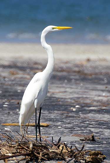 White Egret