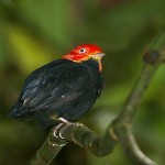 red-capped-manakin