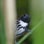 spotted-antbird