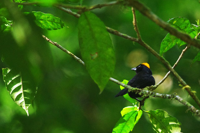 Tawny Crested Tanager