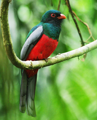 Photo of a trogon from Panama seen along the Pipeline Road