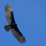 turkey-vulture