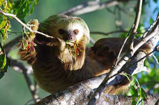 2 toed Sloth