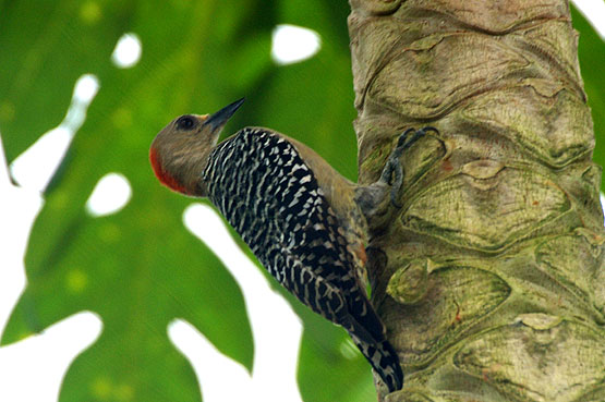 Red Crowned Woodpecker