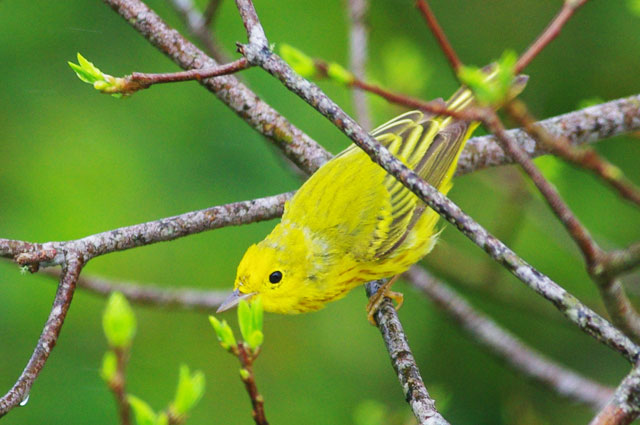 Yellow Warbler - Panama