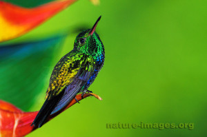 Violet-bellied Hummingbird