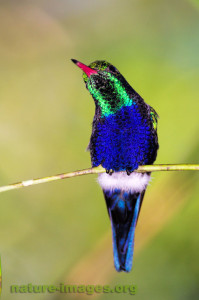 Violet-bellied Hummingbird