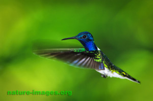 White-necked Jacobin Hummingbird