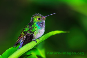 Young Hummingbird