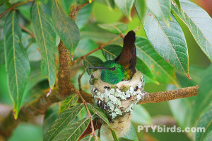 Rufous tailed hummingbird