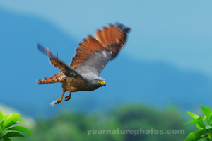 Roadside hawk