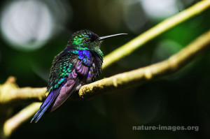 purple-crowned woodnymph